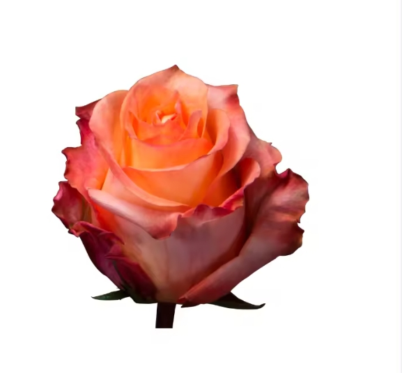 Kenya Desert Rose Long Lasting Flowers Preserved Rose Gift Box for Arabic Wedding Decoration
