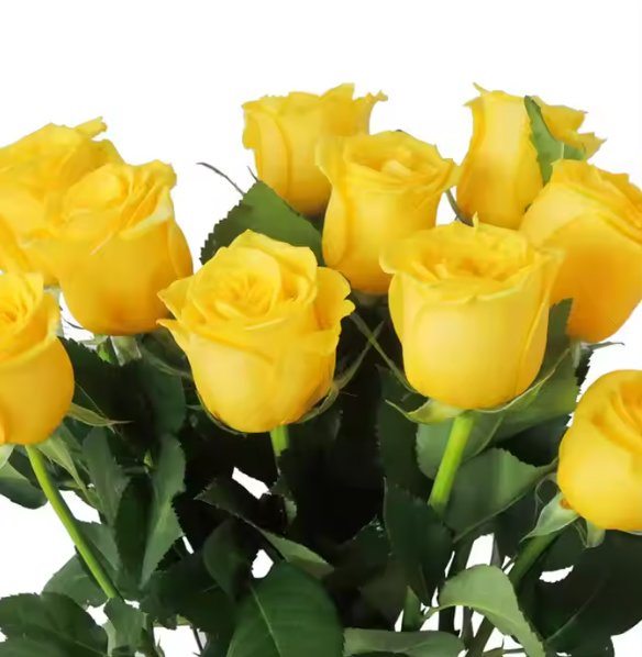 Competitive Price Fresh Cut Roses Dry Flowers Bouquets Flowers for Weddings