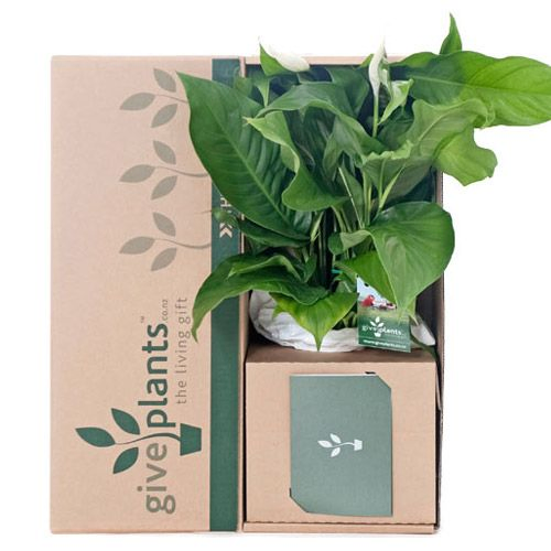Customed Brown Corrugated Cardboard Succulent Shipping Packaging Live Plants Boxes Portable Flower Box Potted Plant Corrugated Paper Box Plant Transport Carton