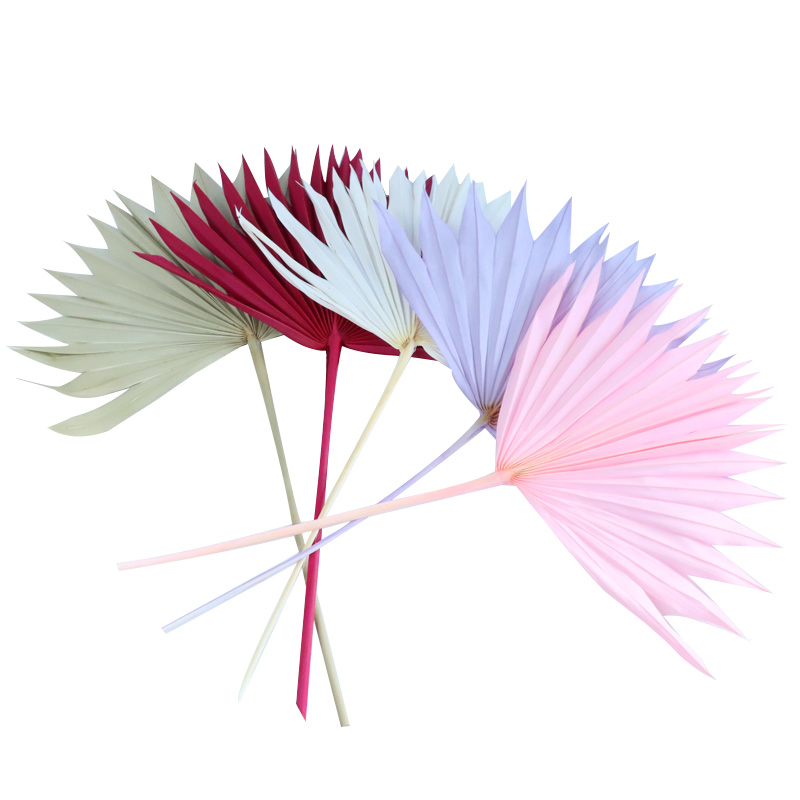 Hot Selling Dried Cattail Fan Leaves Autumn Style Palm DIY Handmade Dried Flower for Wedding Home Decoration
