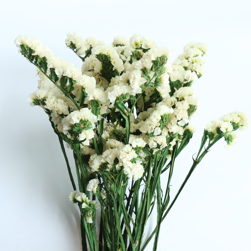 Factory Direct Supply Eternal Flower Lasting Preserved Statice Forget Me Not Dry Flower for Mother's Day