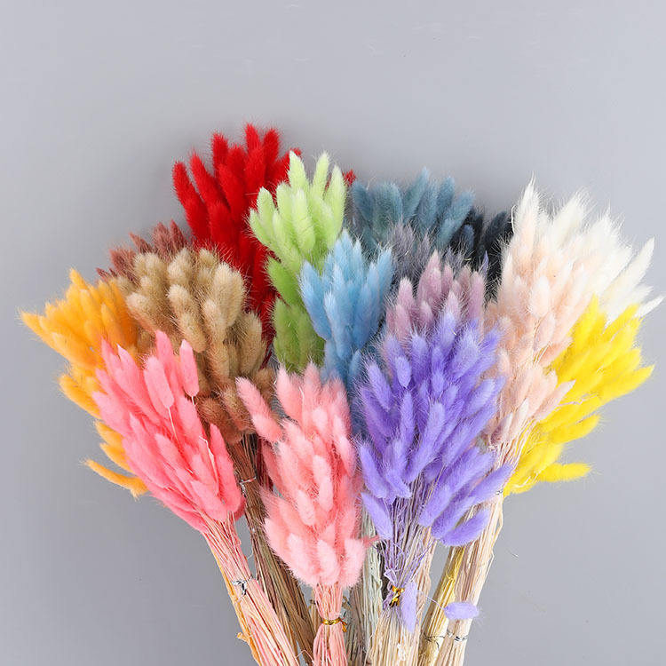 Factory Sales Natural Preserved Rabbit Tail Grass Pampas Bunny Tail Grass Dried Flower Bouquet for Boho Home Decor Flower Arrangements